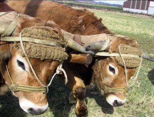 jean-garnier-2-ok-300x229