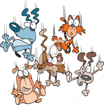 chiens chats